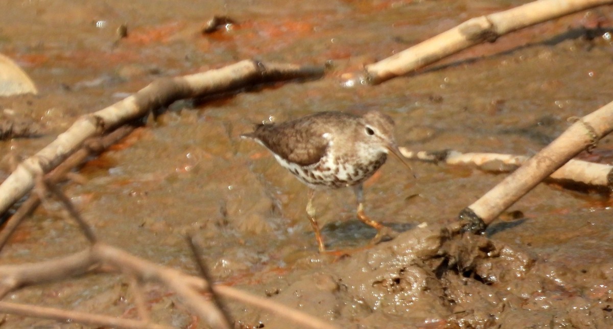 Spotted Sandpiper - ML642309413