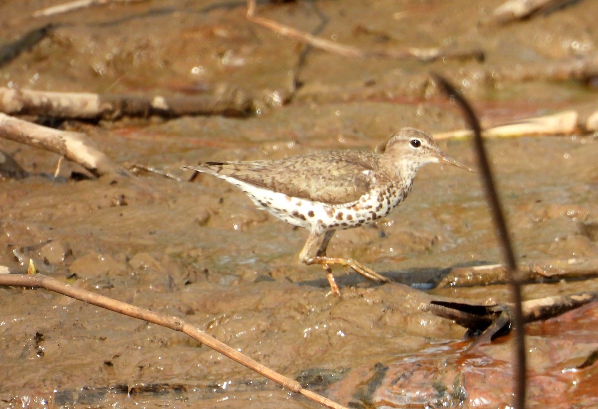Spotted Sandpiper - ML642309414