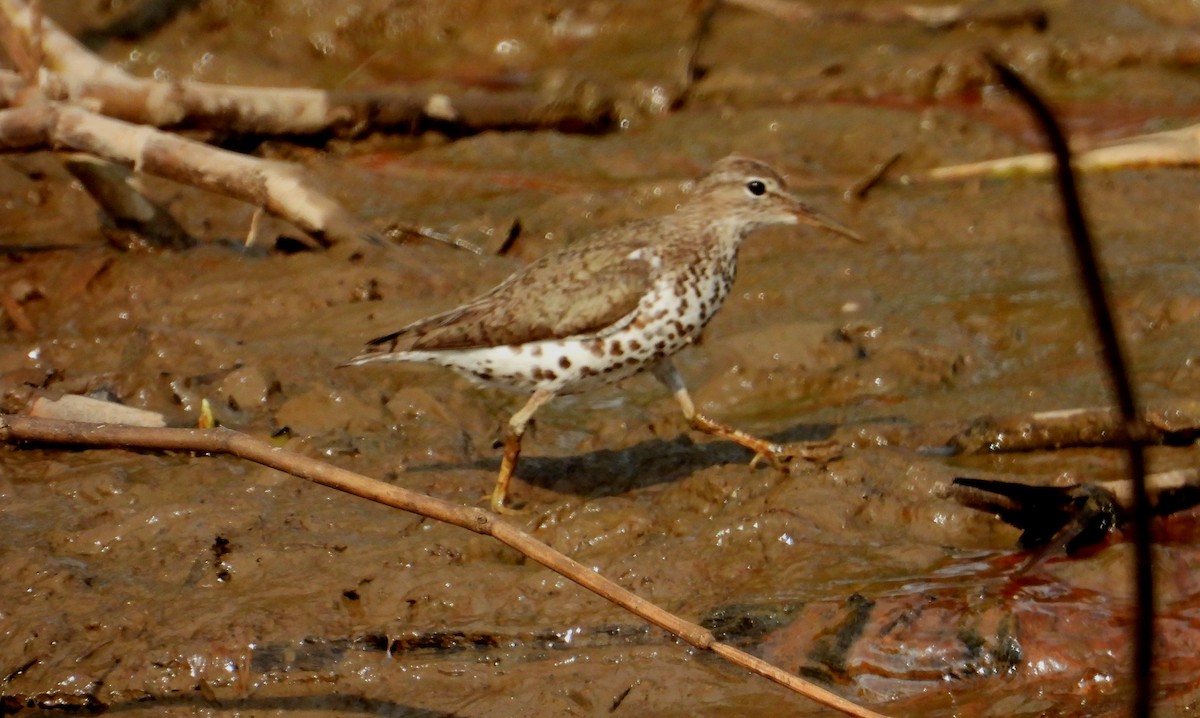 Spotted Sandpiper - ML642309416