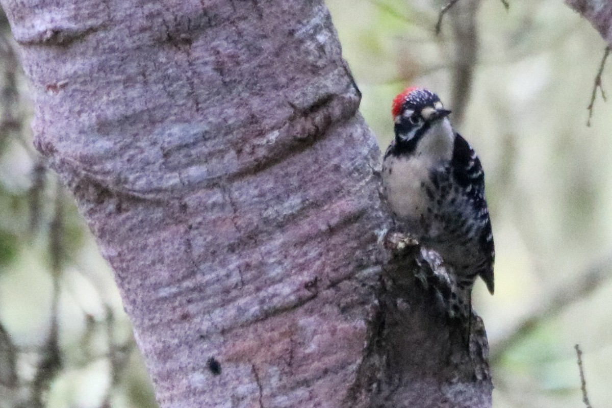 Nuttall's Woodpecker - ML642309417
