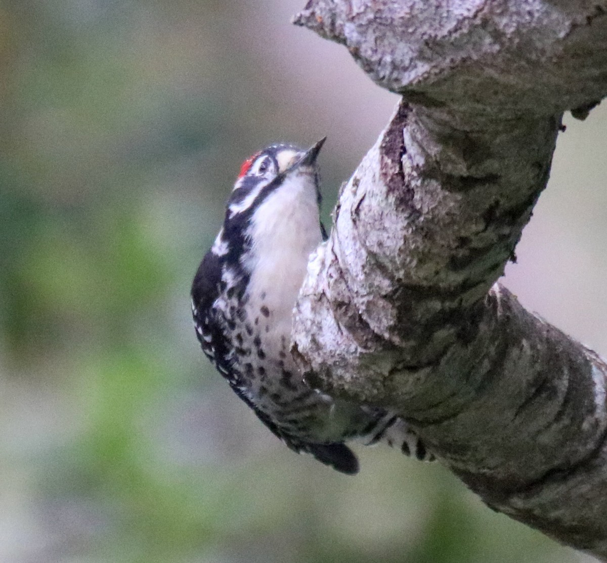 Nuttall's Woodpecker - ML642309418