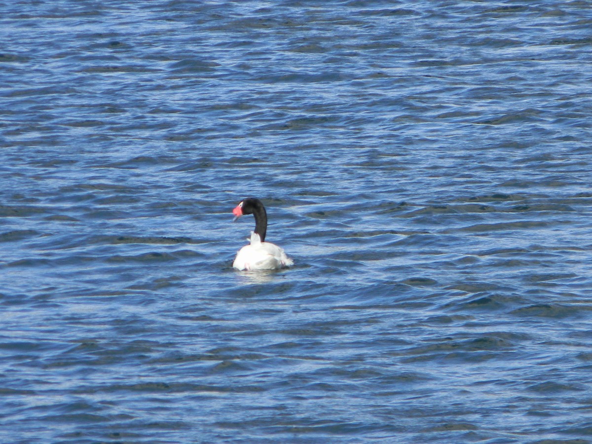 Cygne à cou noir - ML642309453