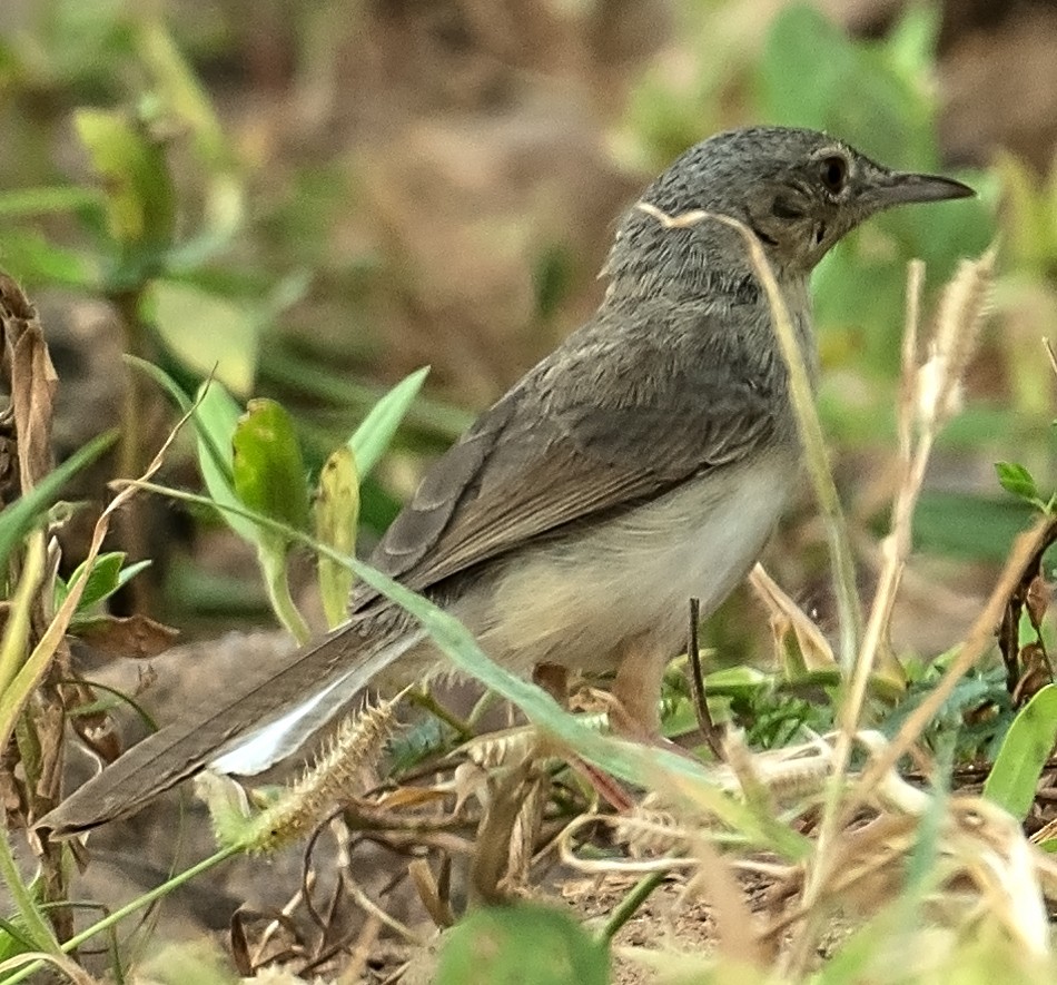 Prinia forestière - ML642309458