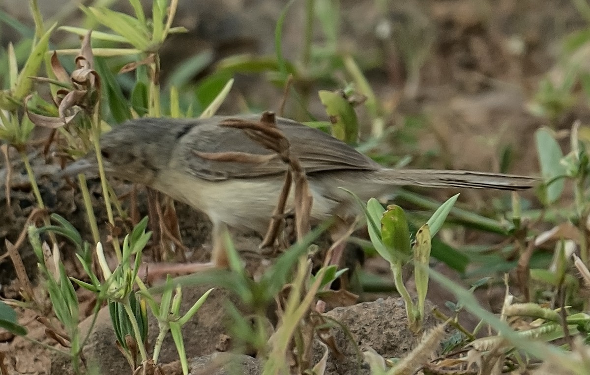 Prinia forestière - ML642309459