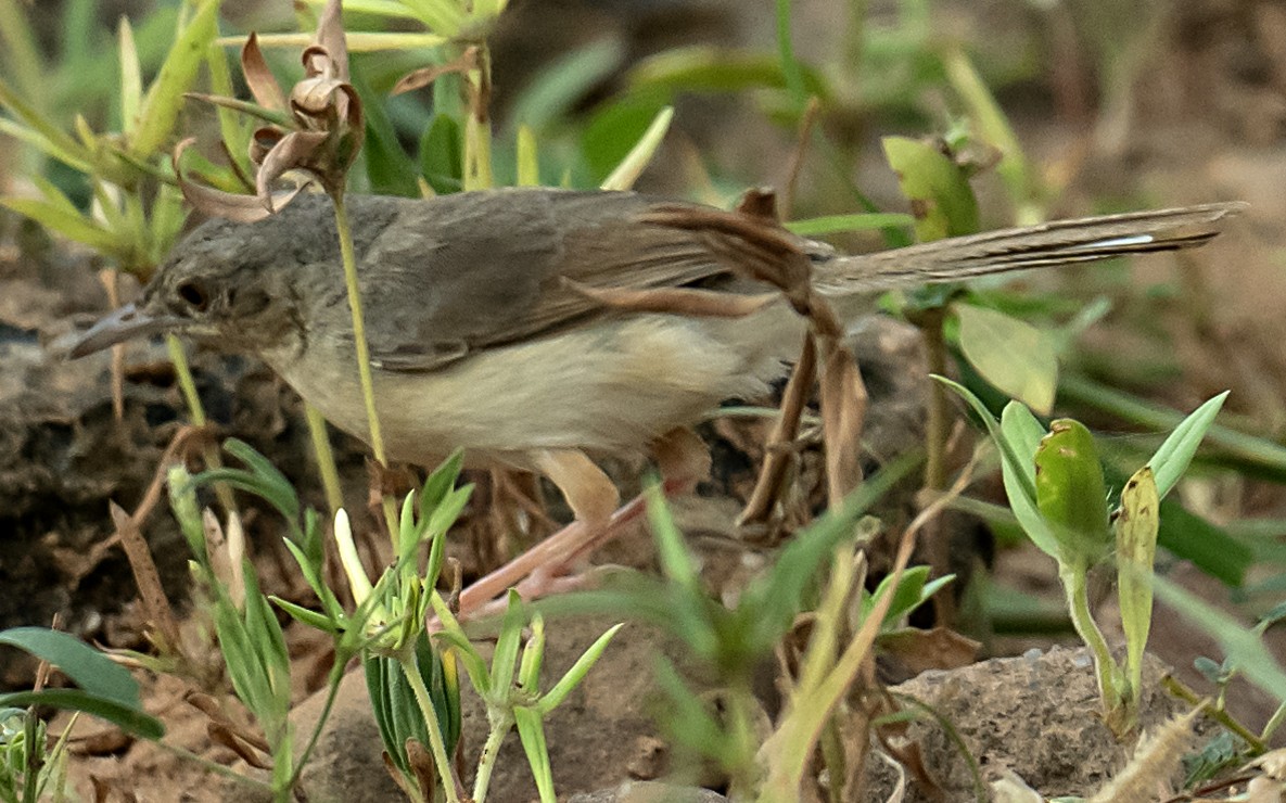 Jungle Prinia - ML642309460