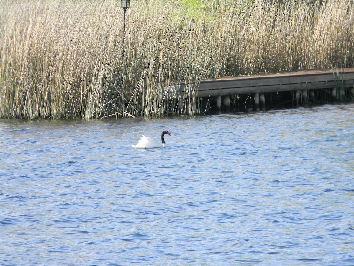 Cygne à cou noir - ML642309461
