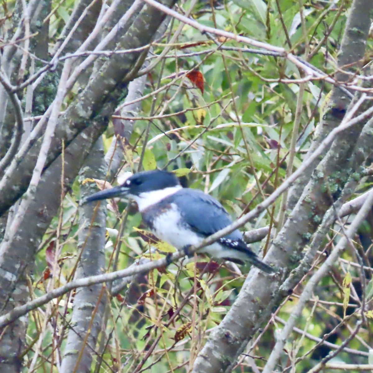 Martin-pêcheur d'Amérique - ML642309463