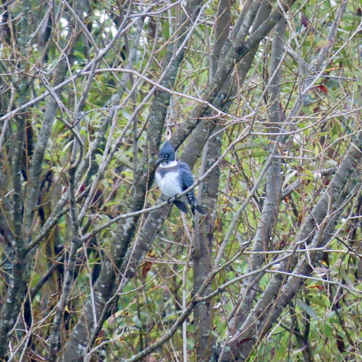Martin-pêcheur d'Amérique - ML642309464