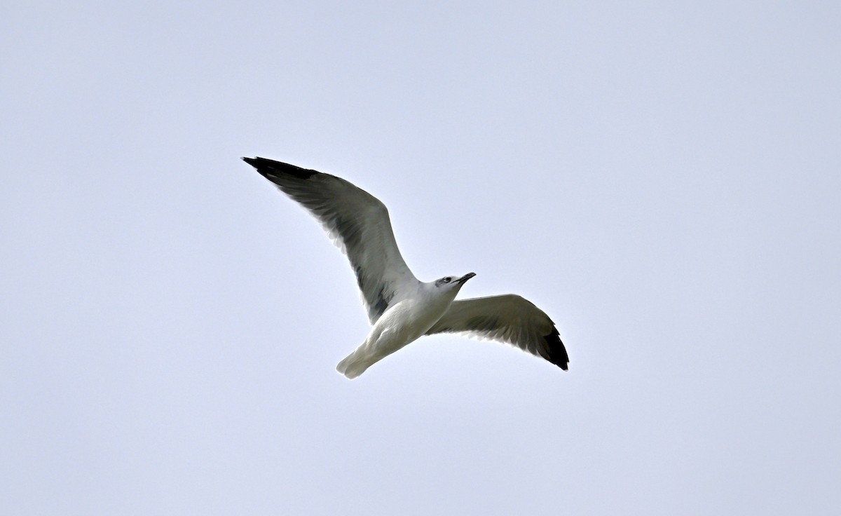 Mouette atricille - ML642309465