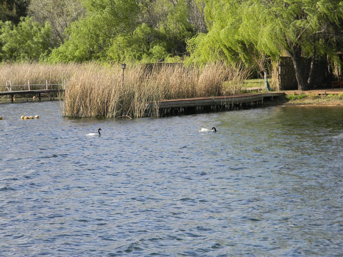 Black-necked Swan - ML642309470