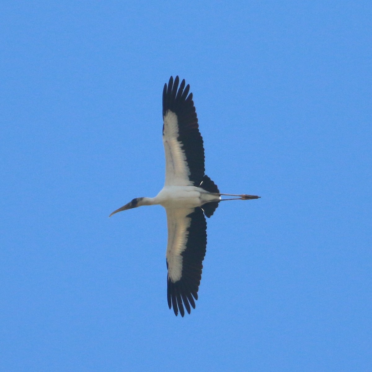 Wood Stork - ML642309471