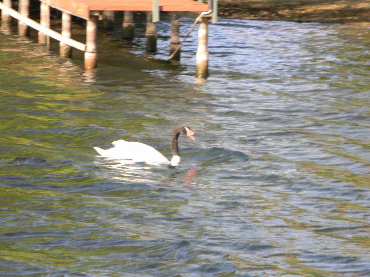 Black-necked Swan - ML642309484