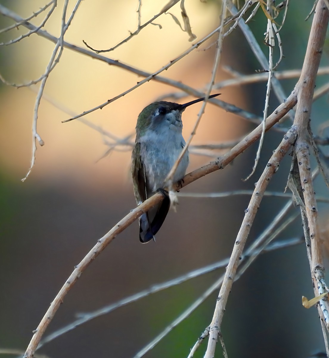 hummingbird sp. - ML642309486