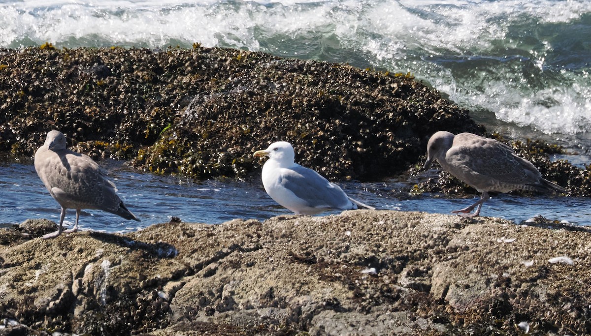 Iceland Gull - ML642309487