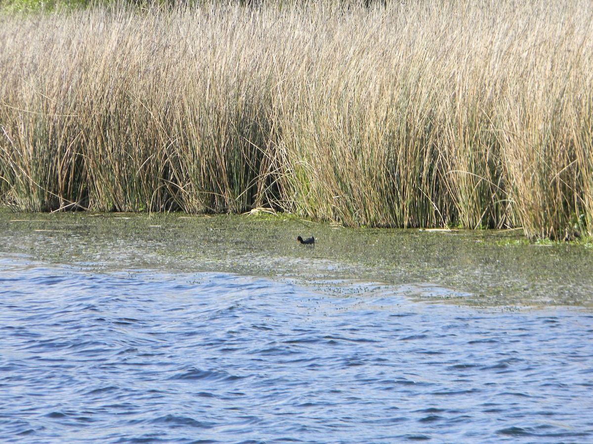 Red-fronted Coot - ML642309502