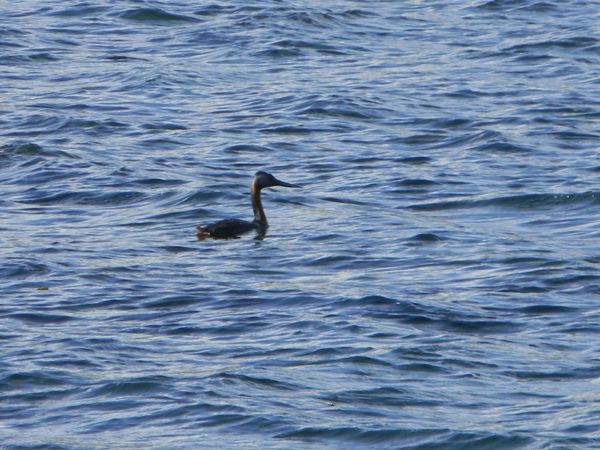 Great Grebe - ML642309512