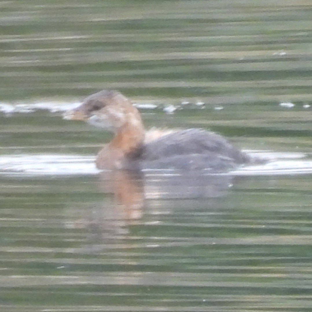 Red-necked Grebe - ML642309513