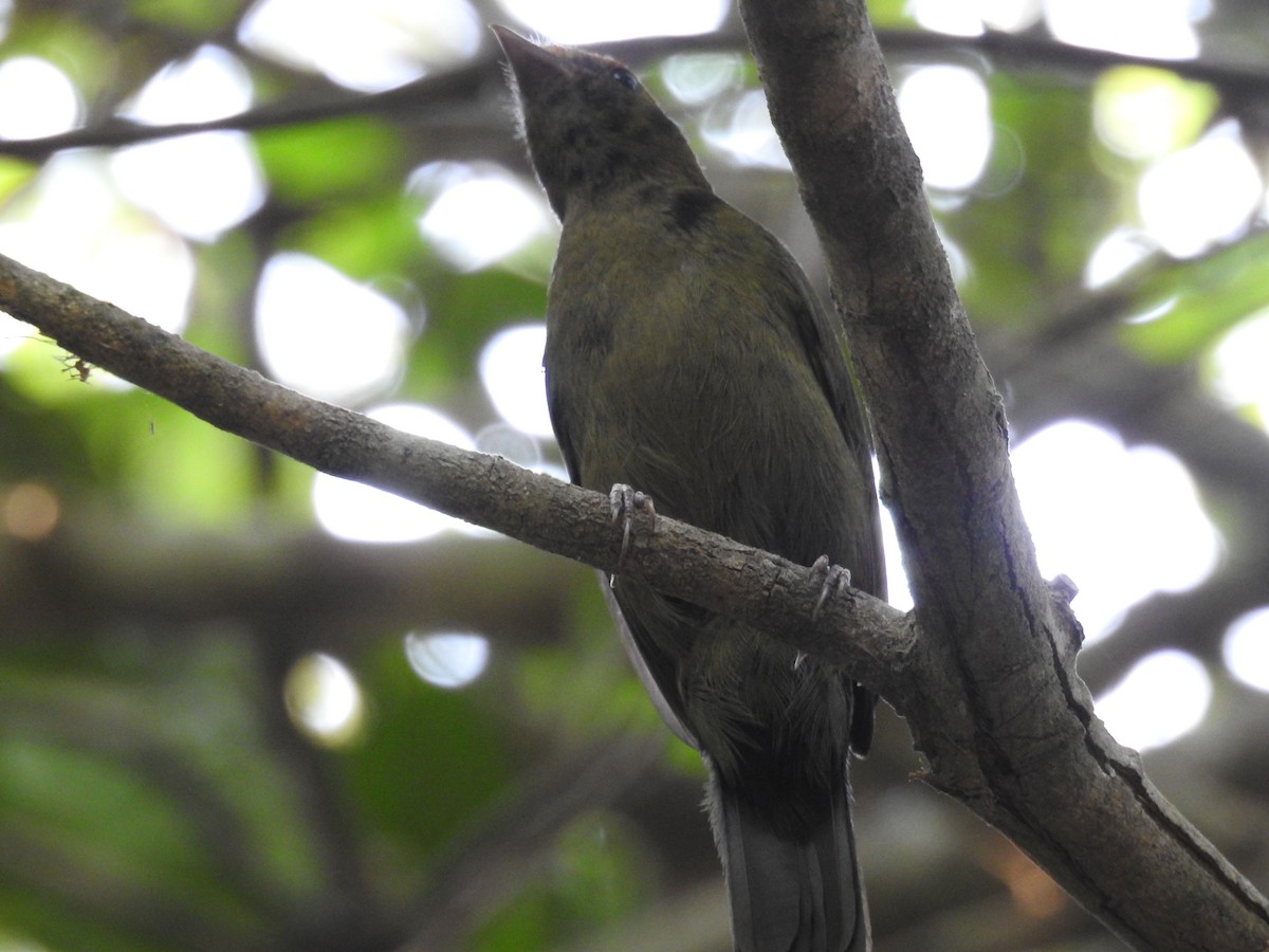 Helmeted Manakin - ML642309549