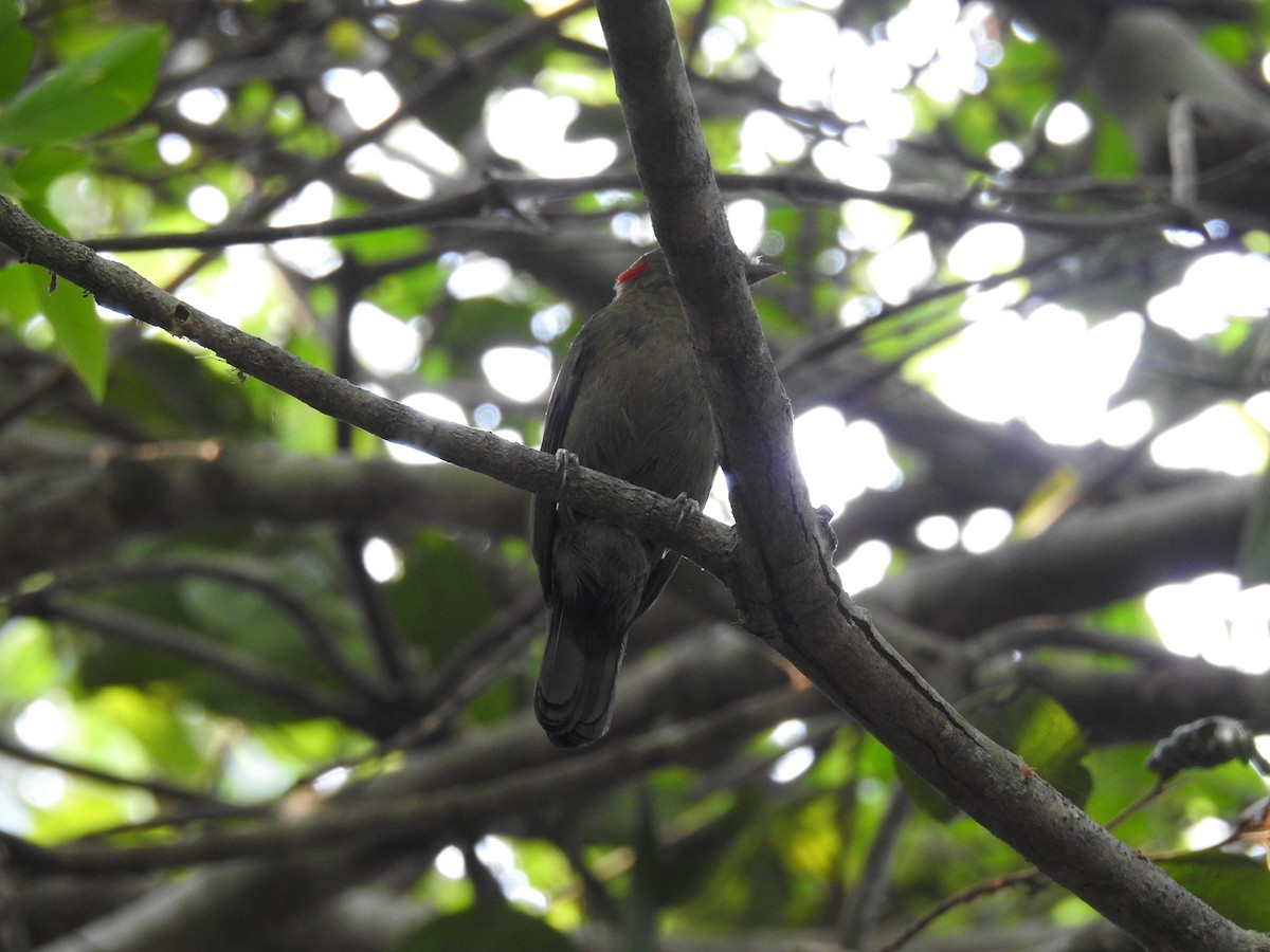 Helmeted Manakin - ML642309550