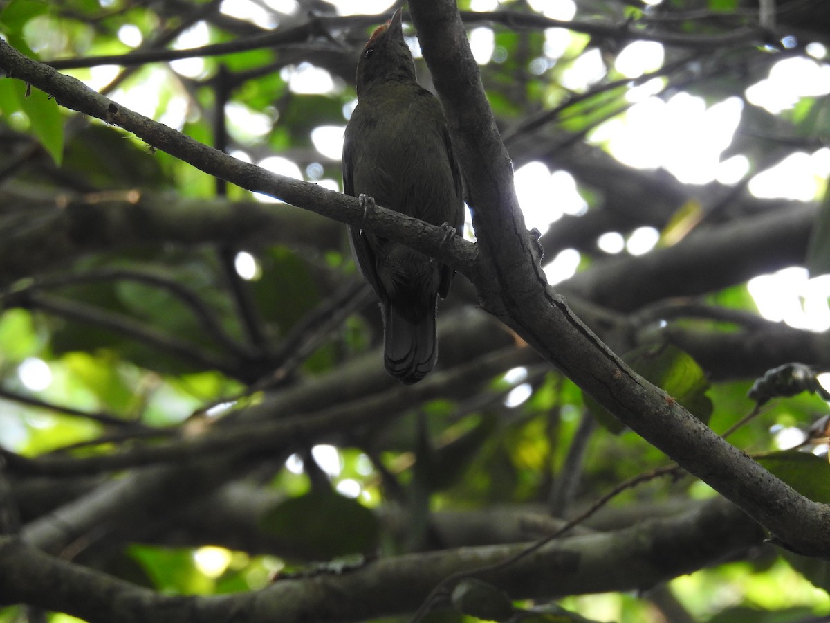 Helmeted Manakin - ML642309551