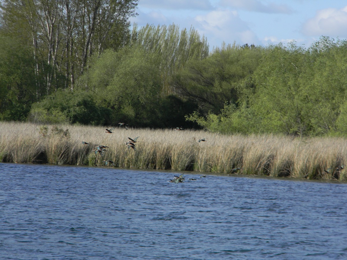 White-faced Ibis - ML642309552