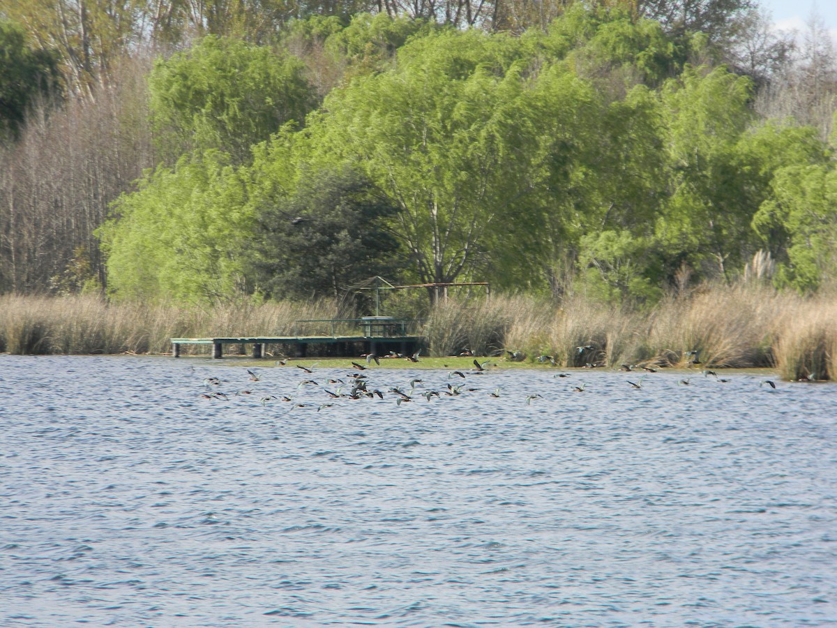 White-faced Ibis - ML642309553