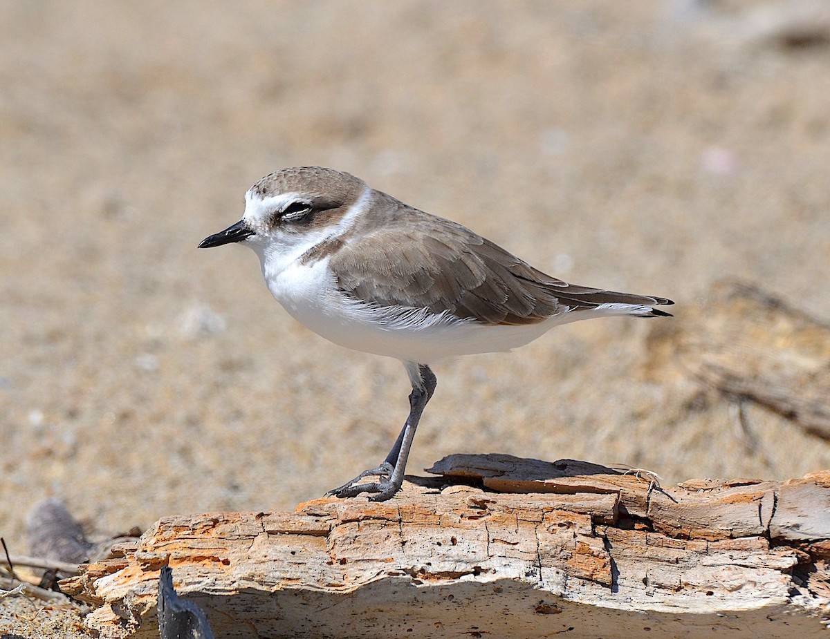 Snowy Plover - ML642309558