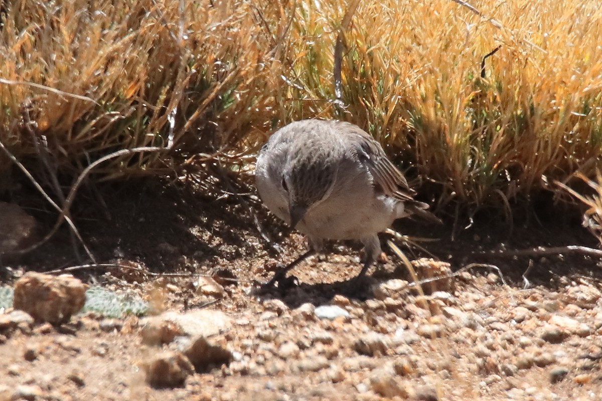 Ash-breasted Sierra Finch - ML642309581