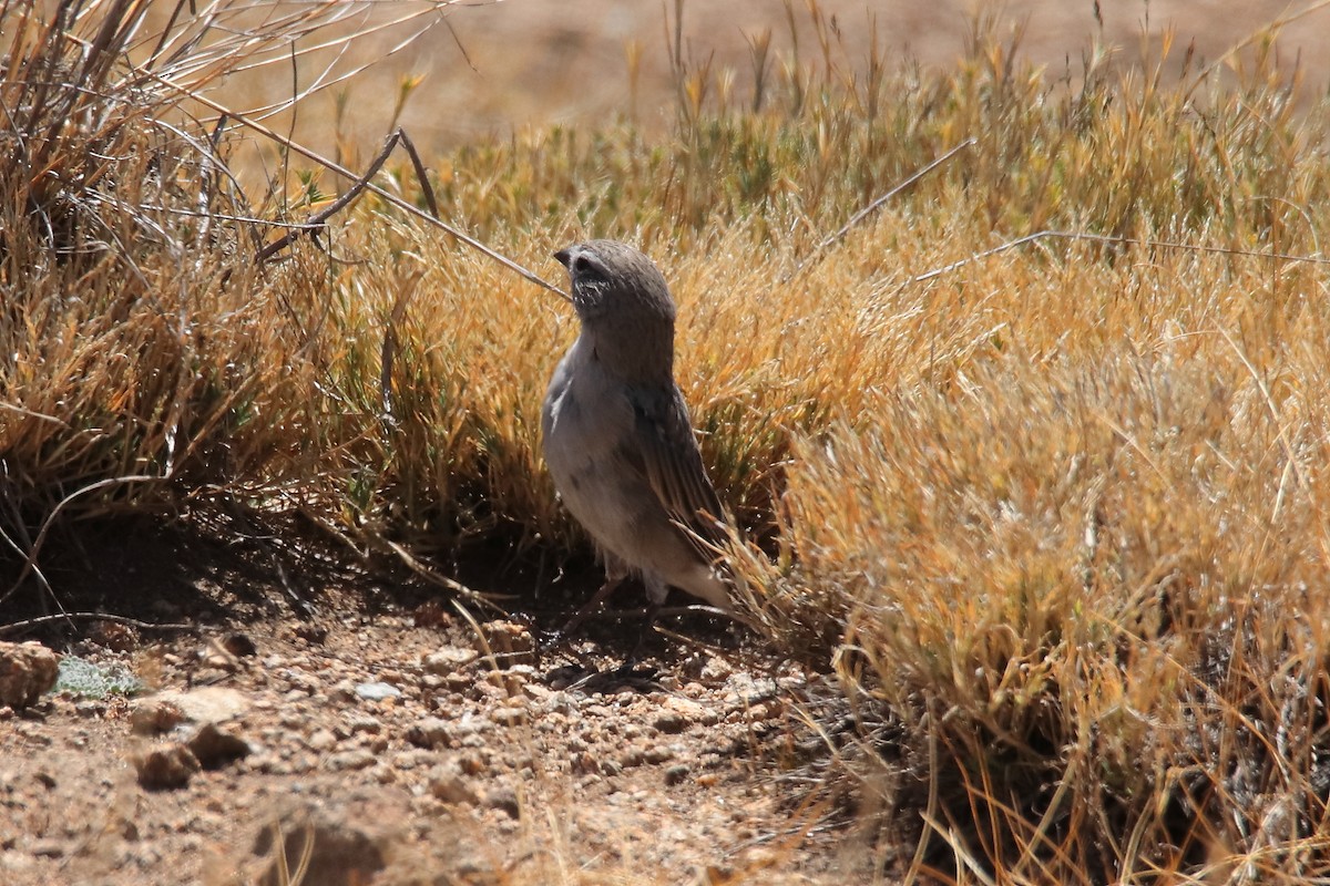 Ash-breasted Sierra Finch - ML642309582