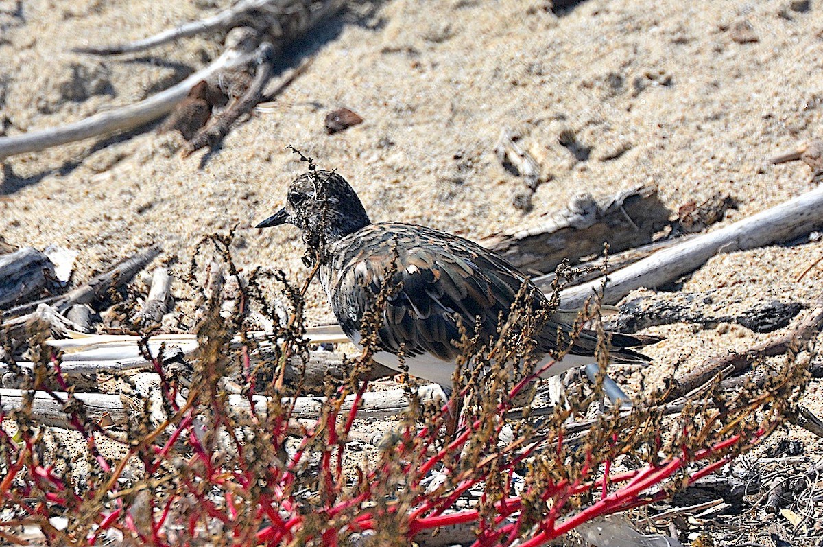 Ruddy Turnstone - ML642309593