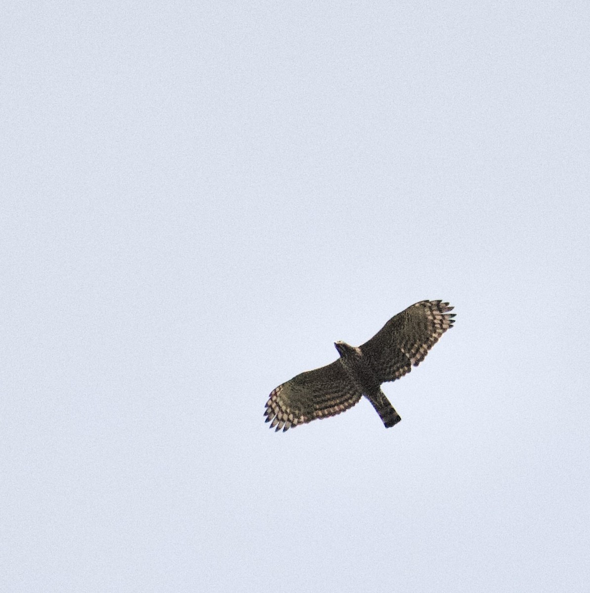 Mountain Hawk-Eagle - ML642309595