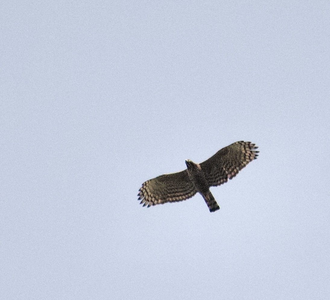 Mountain Hawk-Eagle - ML642309596