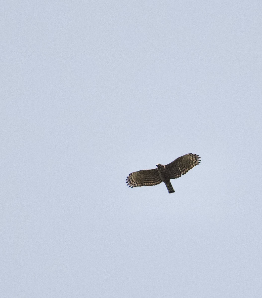 Mountain Hawk-Eagle - ML642309597
