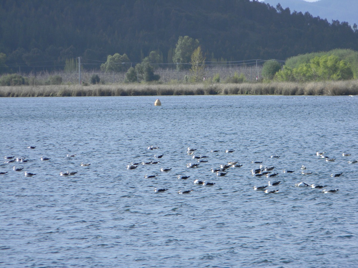 Kelp Gull - ML642309599