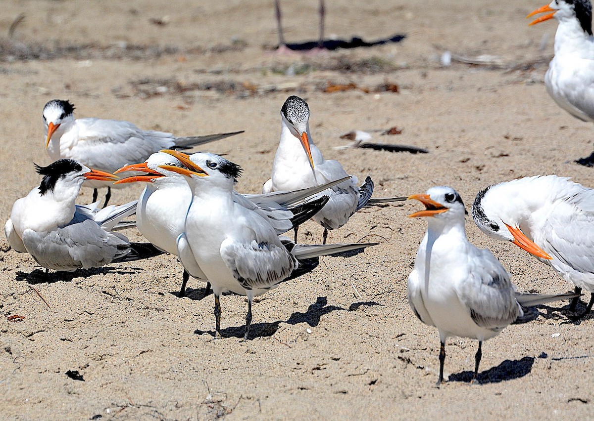 Elegant Tern - ML642309608