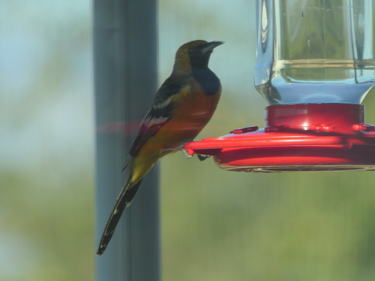 Hooded Oriole - ML642309610