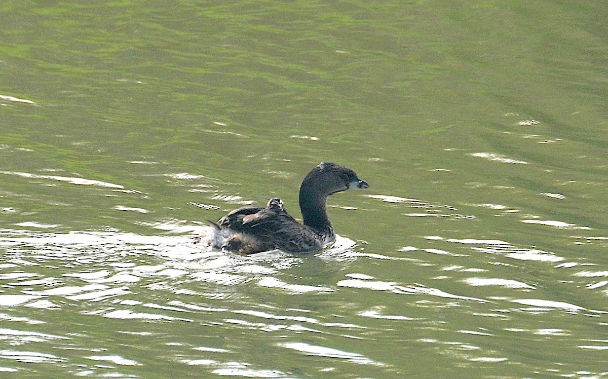 Pied-billed Grebe - ML642309612