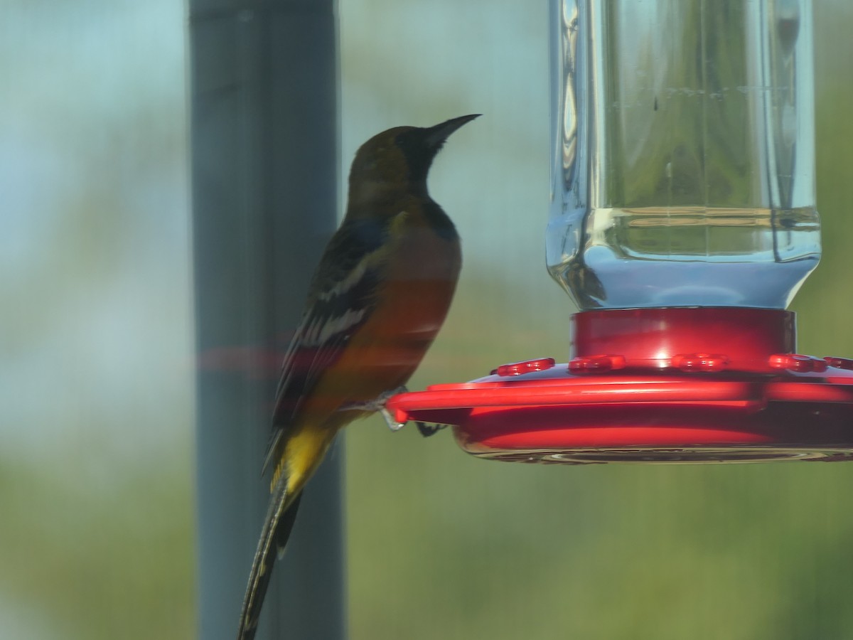 Hooded Oriole - ML642309627