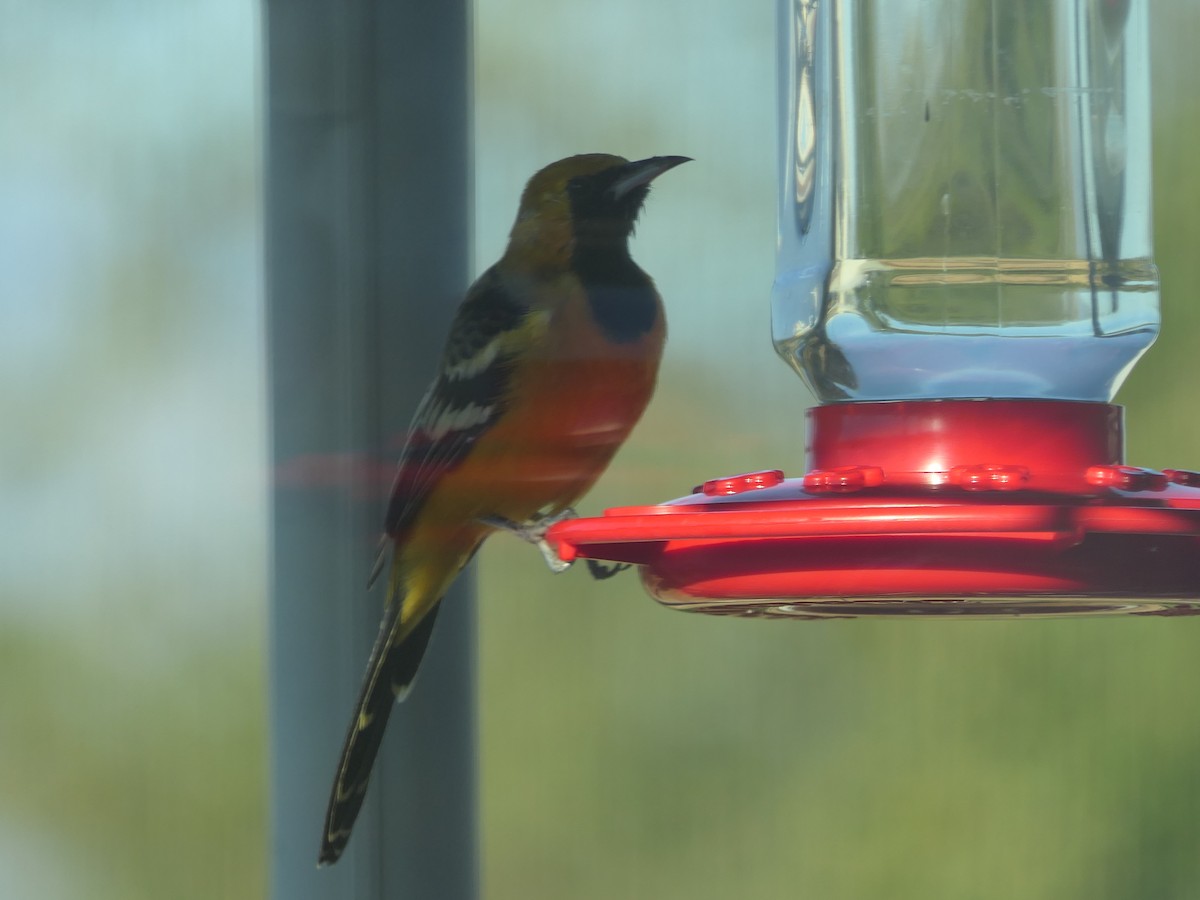 Hooded Oriole - ML642309628