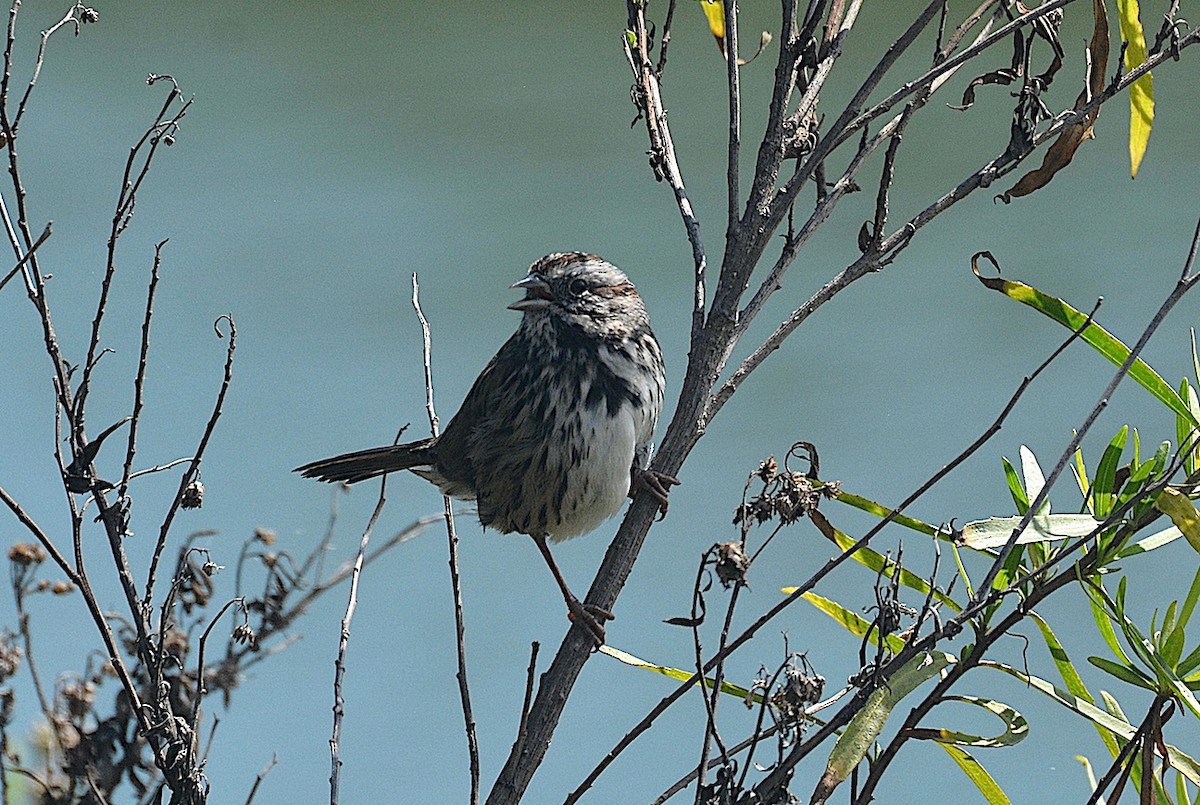 Song Sparrow - ML642309635