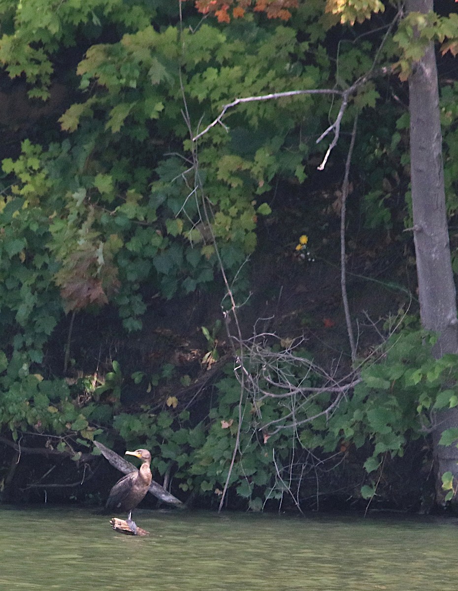 Double-crested Cormorant - ML642309643