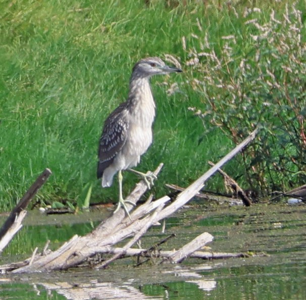 Black-crowned Night Heron - ML642309645
