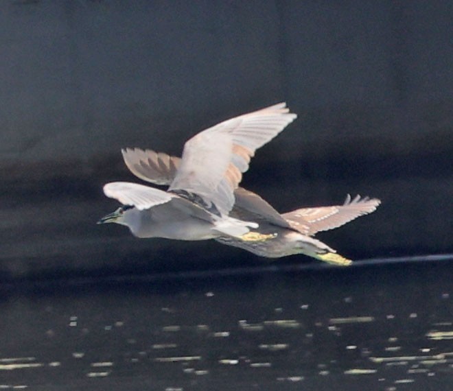 Black-crowned Night Heron - ML642309646