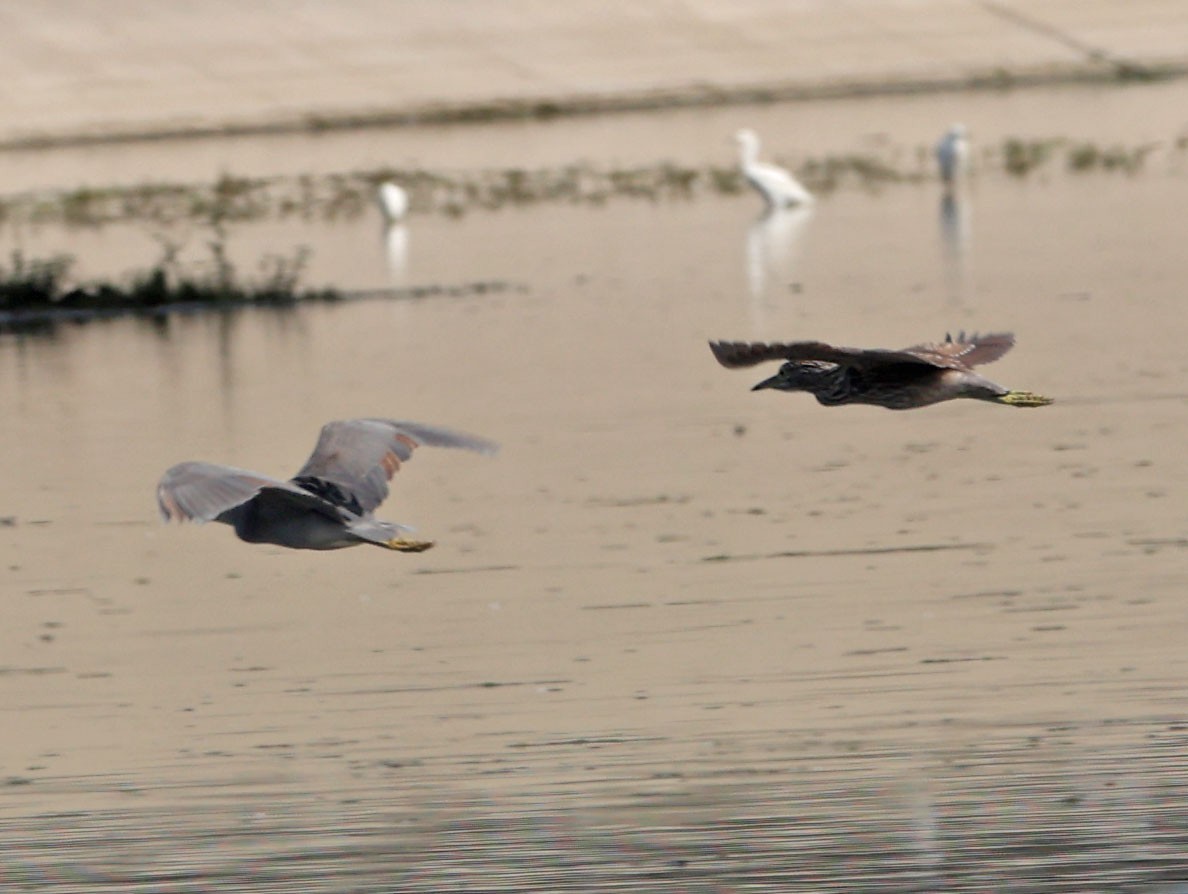 Black-crowned Night Heron - ML642309647