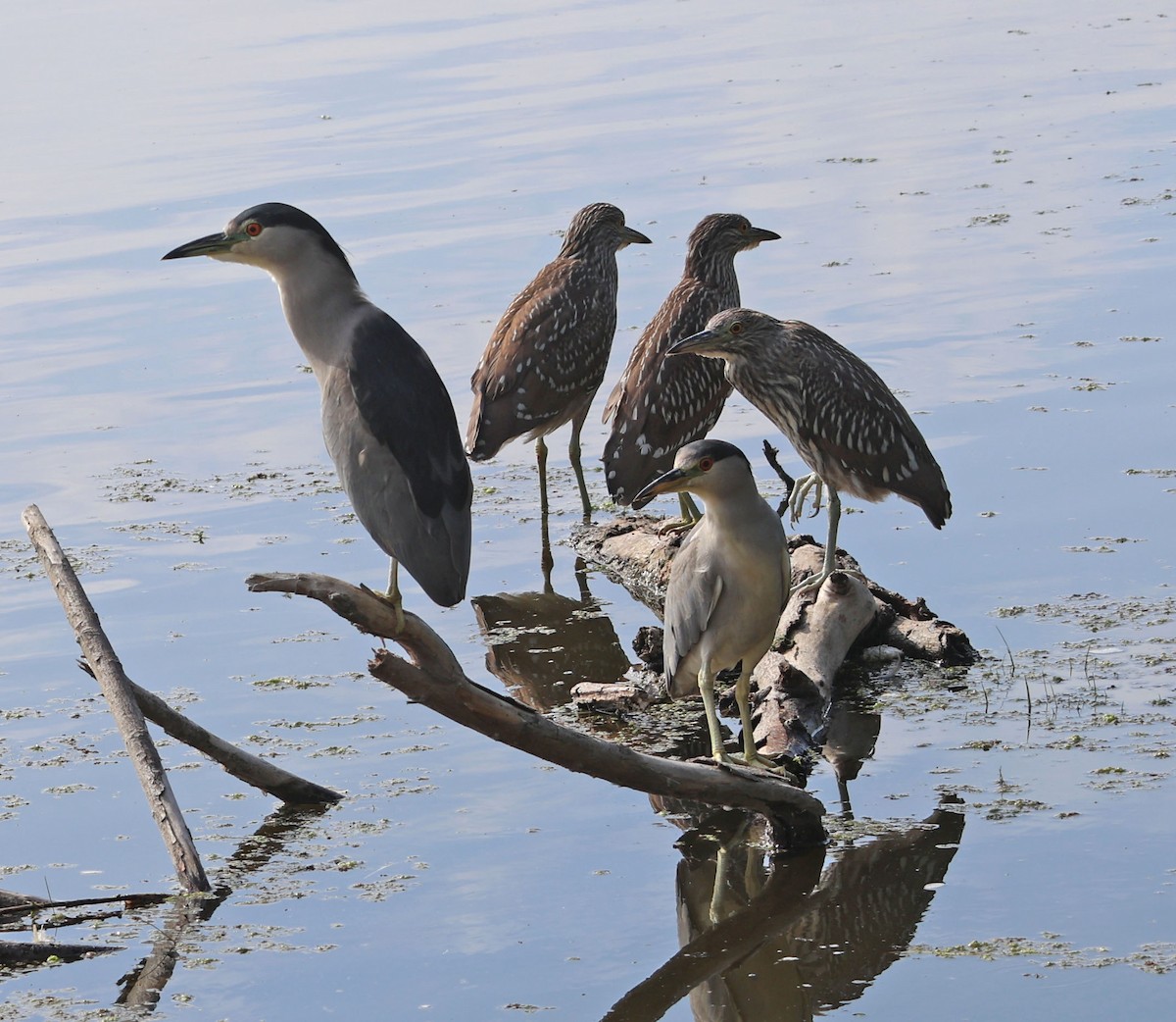 Black-crowned Night Heron - ML642309648