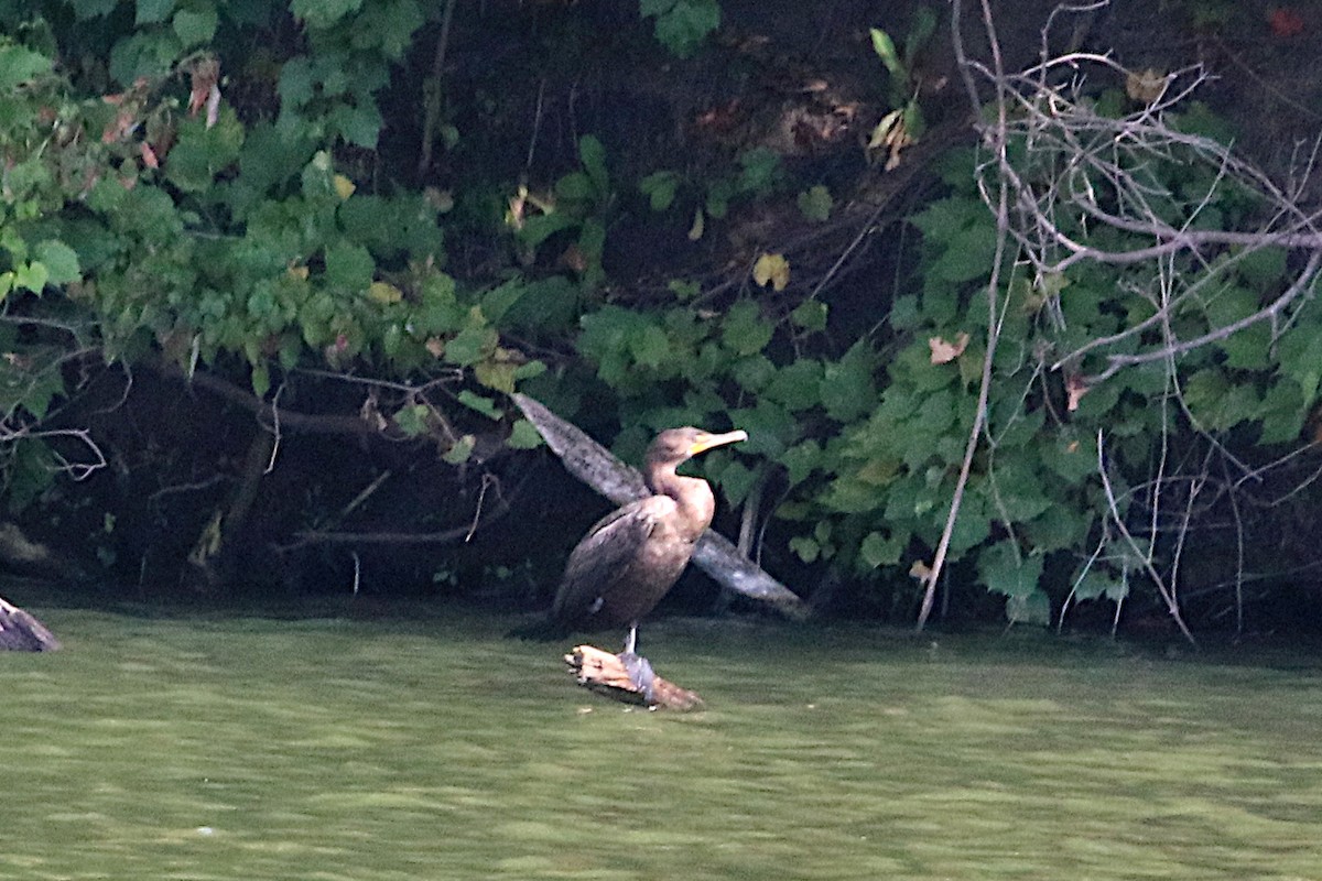 Double-crested Cormorant - ML642309653