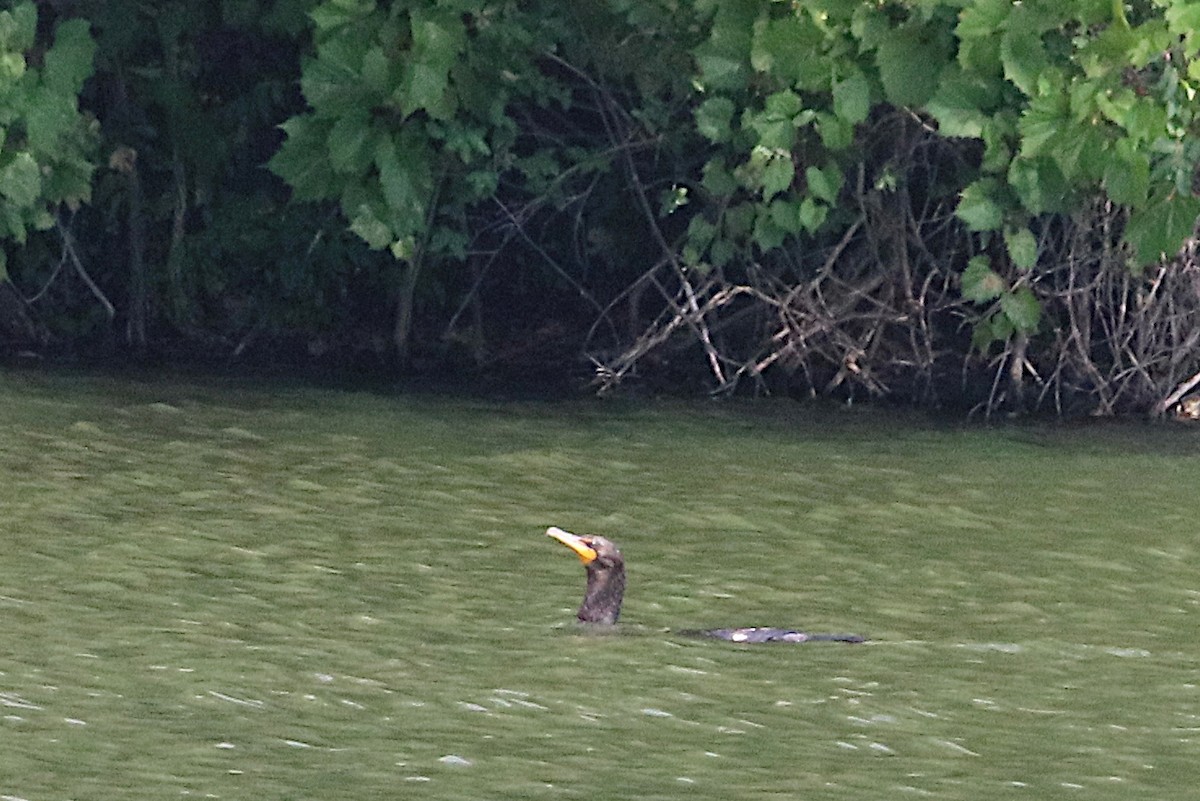 Double-crested Cormorant - ML642309658