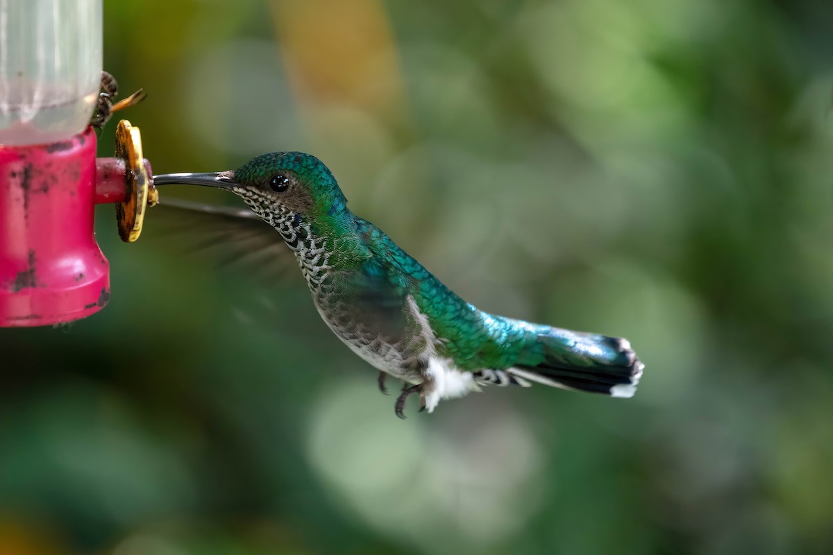 White-necked Jacobin - ML642309665