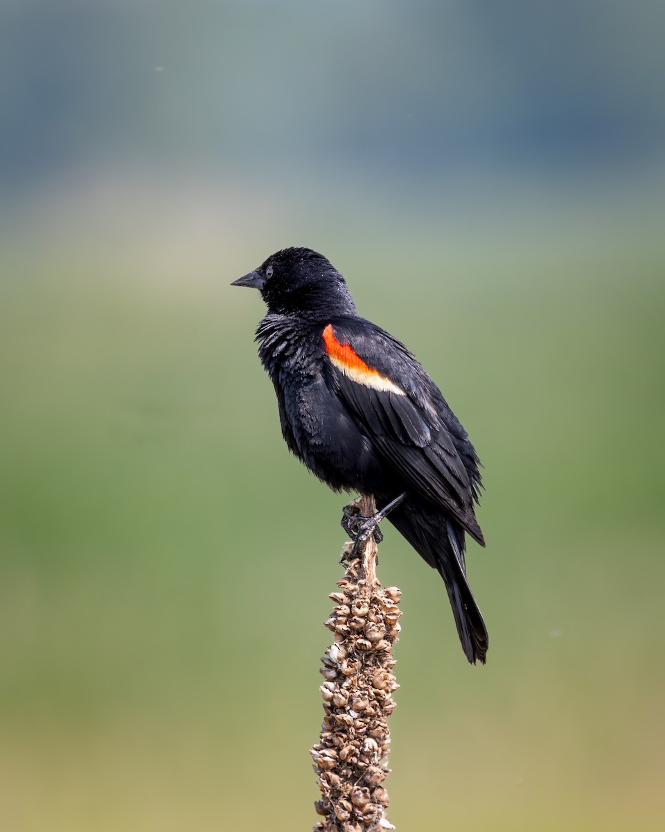 Red-winged Blackbird - ML642309666