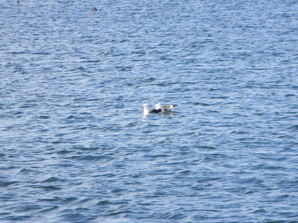 Kelp Gull - ML642309674